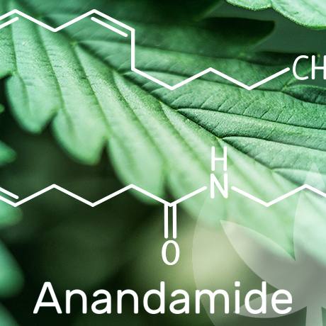 Alles wat je moet weten over anandamide