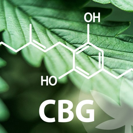 De enorme wereld van cannabinoïden begint bij CBG