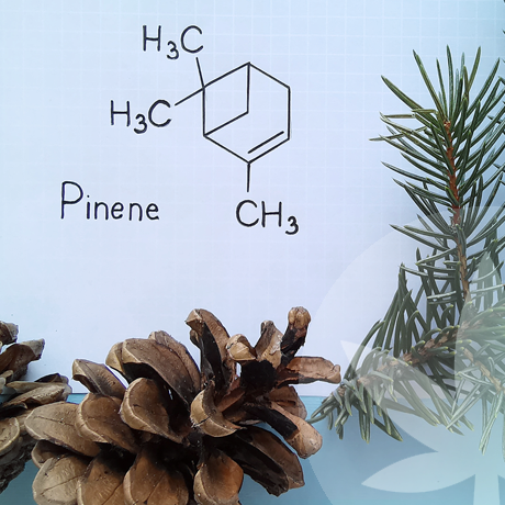 Wat zijn terpenen?