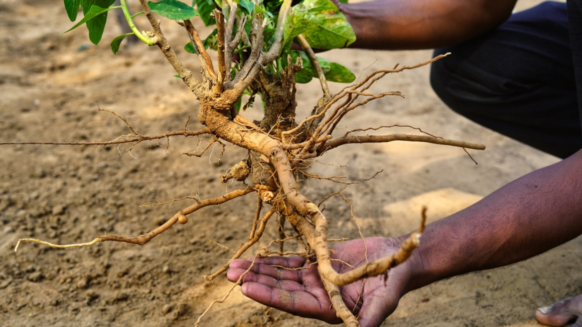 Ashwagandha Voordelen, dosering en veiligheidstips.