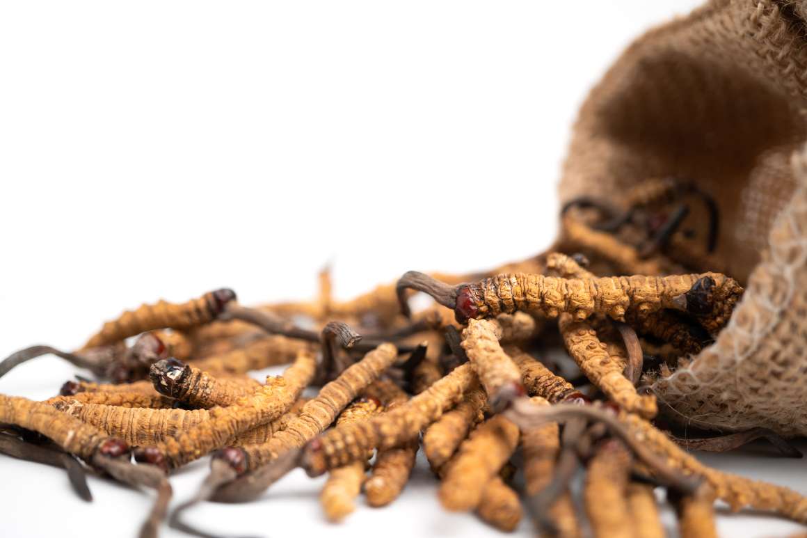 Cordyceps : Voordelen voor de gezondheid