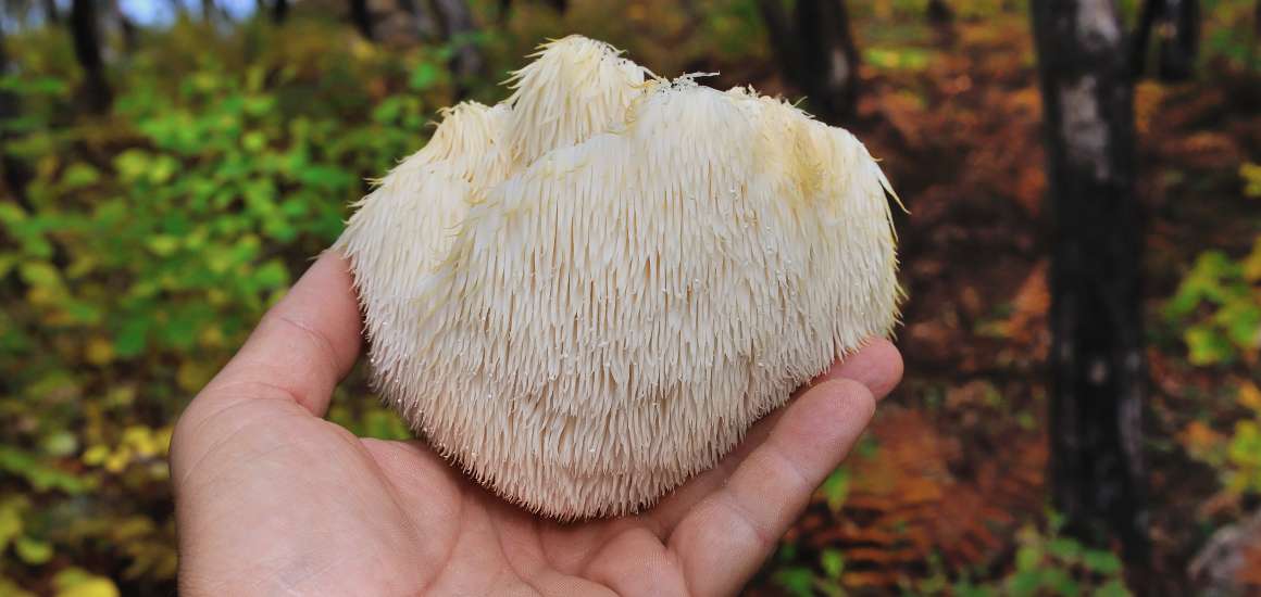 Wat zijn de voordelen van het gebruik van Lion's Mane?