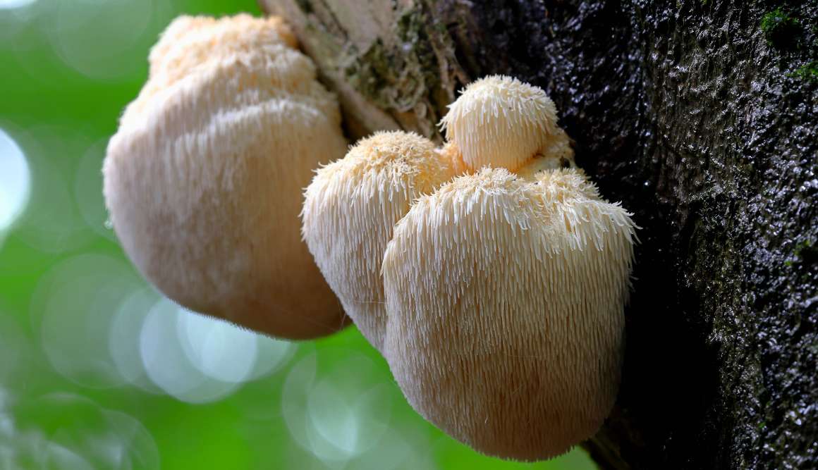 Verhoogt Lion's Mane paddenstoel serotonine?