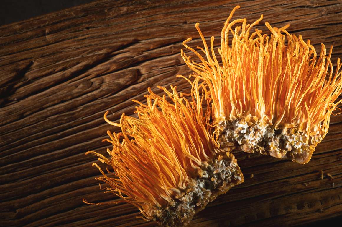 Wat doet cordyceps met de hersenen?