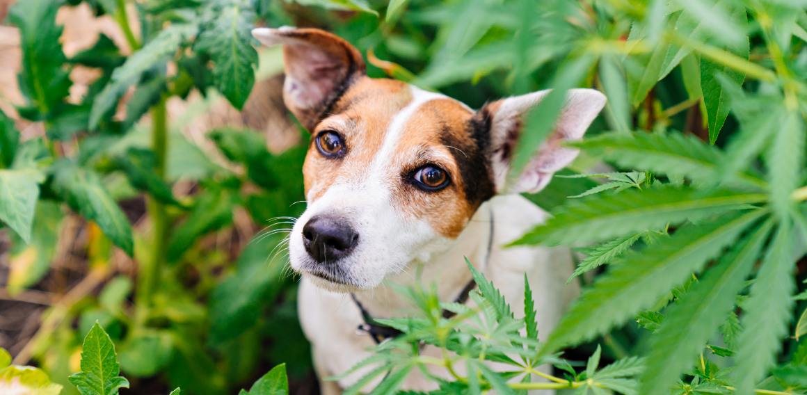 Is cbd voor honden en mensen hetzelfde?