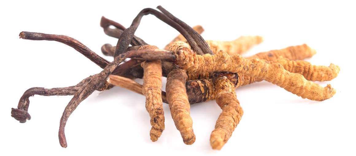 Verlaagt cordyceps cortisol?