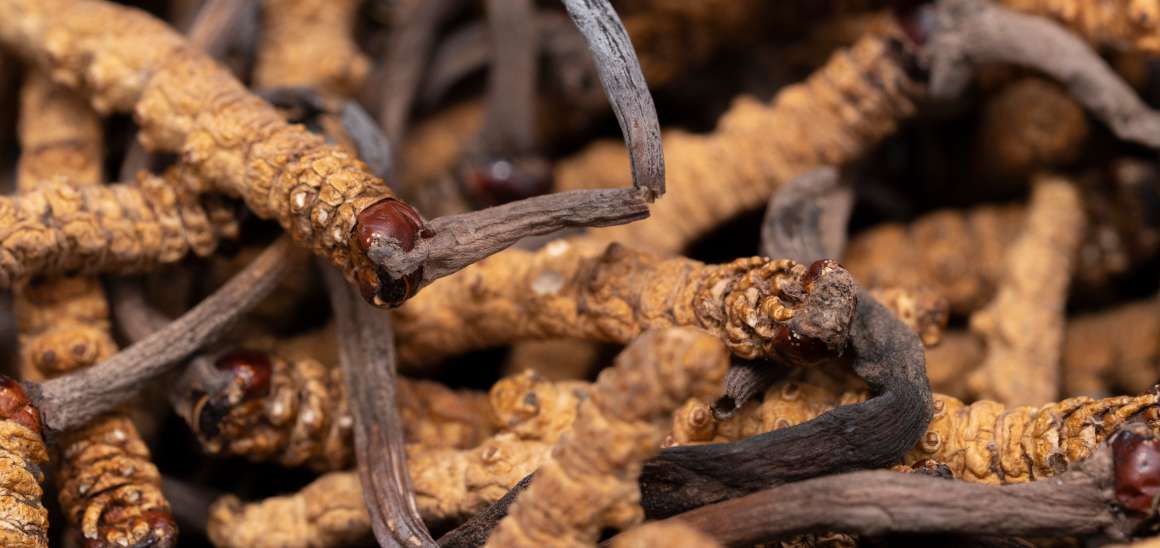 Is cordyceps goed tegen urinezuur?