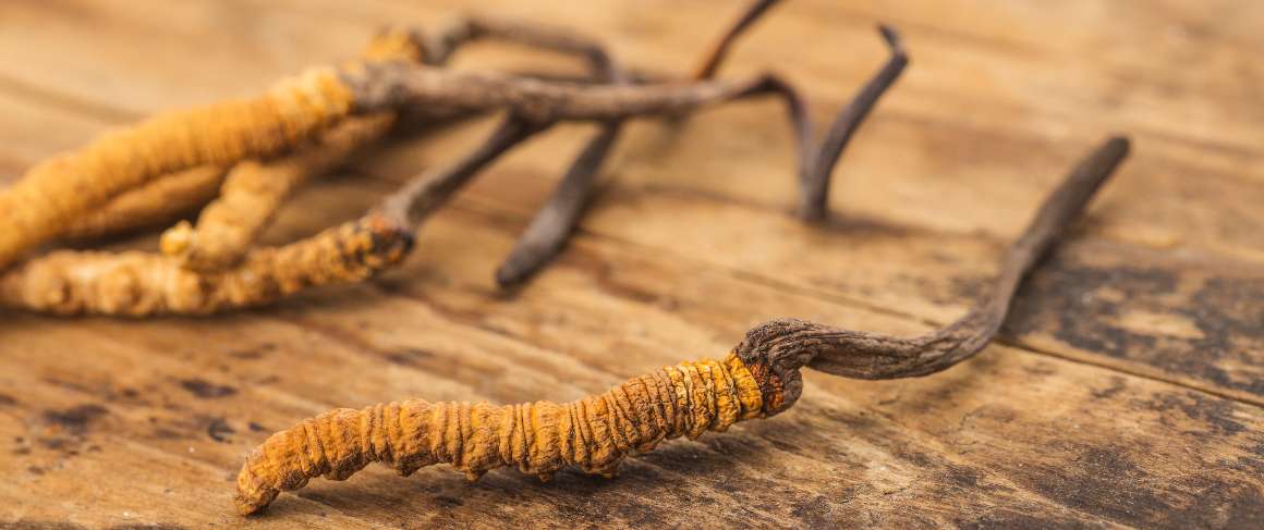 Is het slecht om cordyceps 's avonds in te nemen?