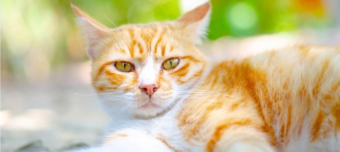 Is CBD goed voor oudere katten?